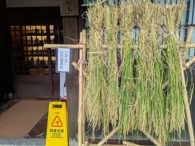 下呂でとれた酒米「ひだほまれ」。