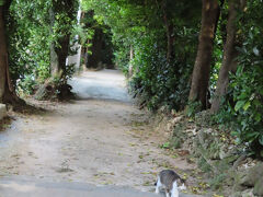 車を５分で移動させてフクギ並木へ。
有料駐車場の誘惑を逃れると奥に無料の駐車場。
にゃんこも散歩中。