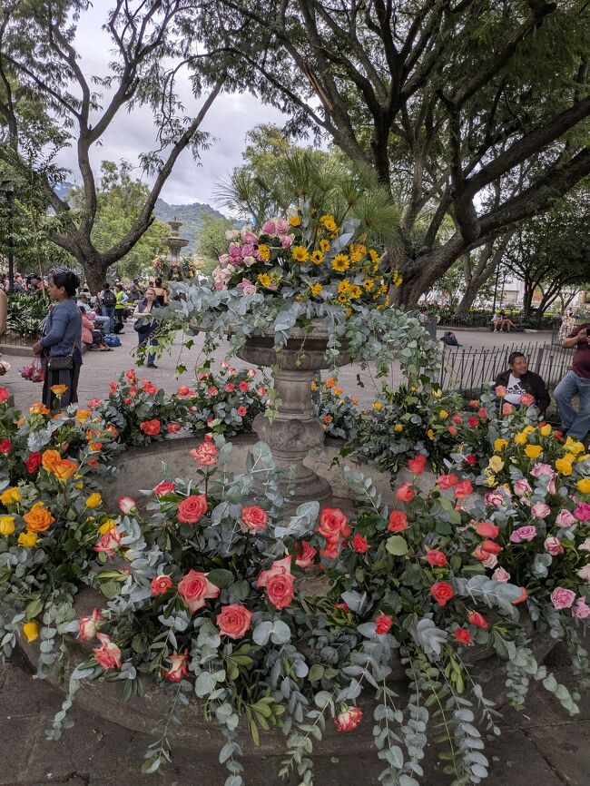 空港に行かねばならない日は、フラワーフェスティバルの日だった。<br /><br />11月にアンティグア行く人は日を確認した方がよい。<br /><br />私は前日の様子だけだったけど、あんなに街が花だらけは見たことがない。<br />オシャレで、タコベルやスターバックスが洗練されていて、すごかった。