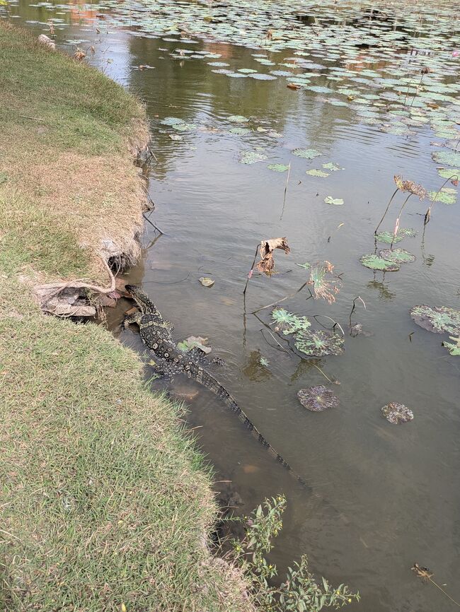 池には面白い生き物がいて楽しい