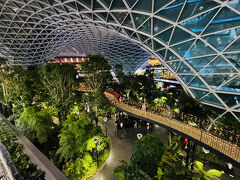 ドーハ空港にジャングル発見しました