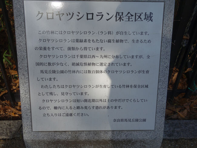 クロヤツシロラン。