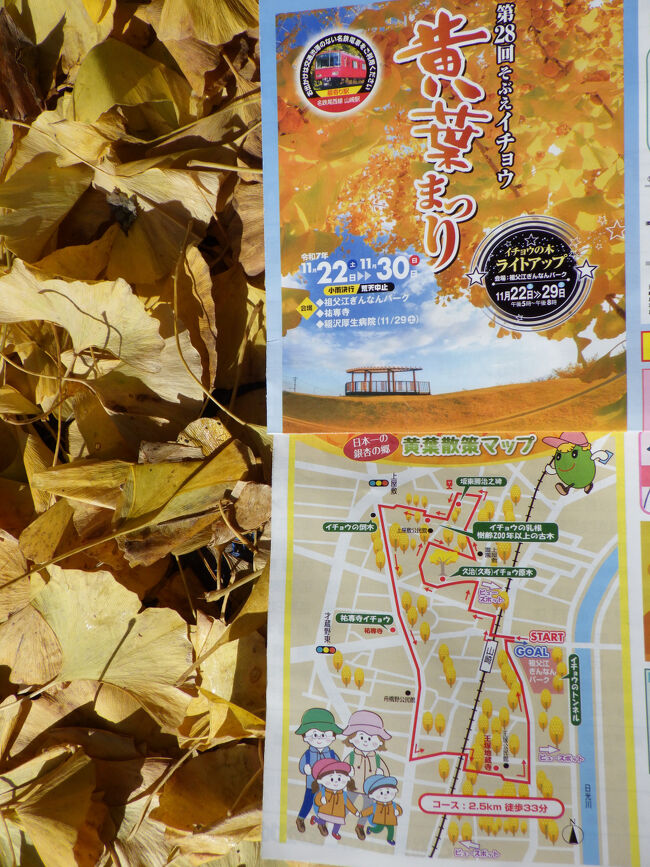 稲沢市祖父江町に来ました　　黄葉まつり最終日です<br />地面黄色一色です　（落ち葉の上にパンフを置き写真を）