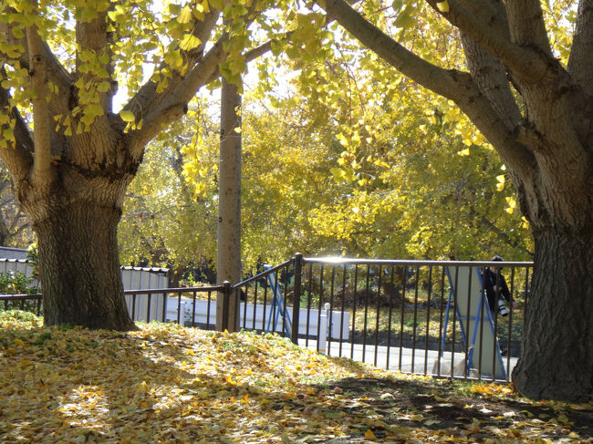 ギンナンパーク内　　銀杏を売るお店が沢山出ていました