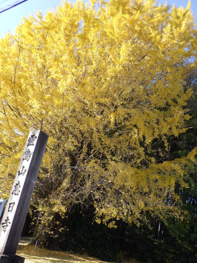 ギンナンパークから東に日光川を渡り１Km程行くと恵日寺が、山門前に大イチョウがあります