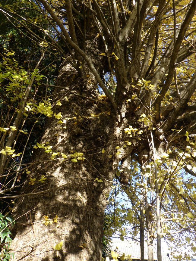 大イチョウの幹