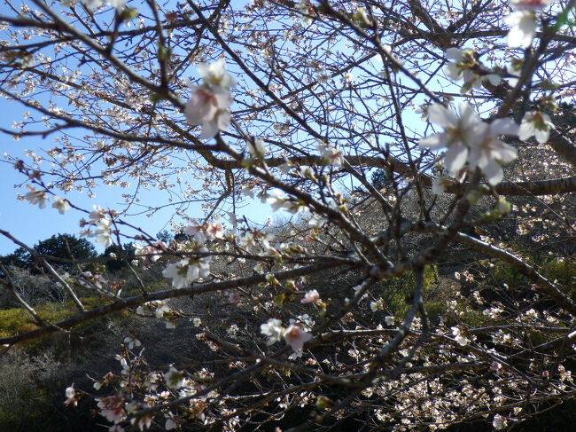 まだ微かですが桜が残っていました