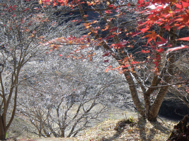 モミジとコラボ