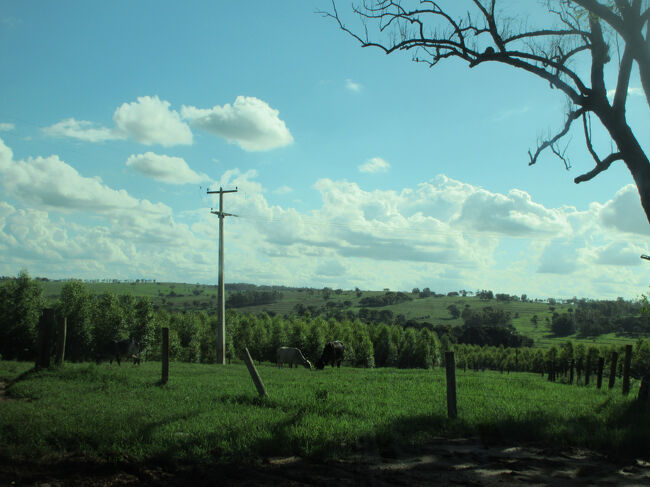 メインから外れて死ぬほど奥のドン詰まり<br />　牛の楽園みたいなところが目的地だった。