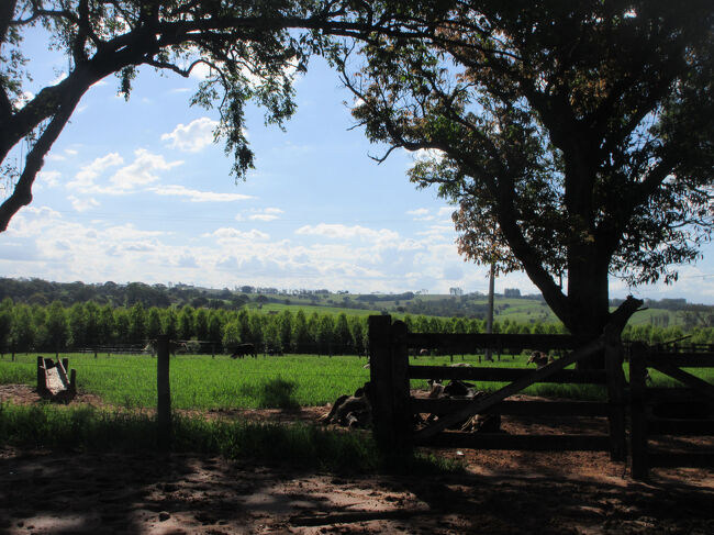 子牛がワンサカ<br />　ニワトリが半端なく多かった。