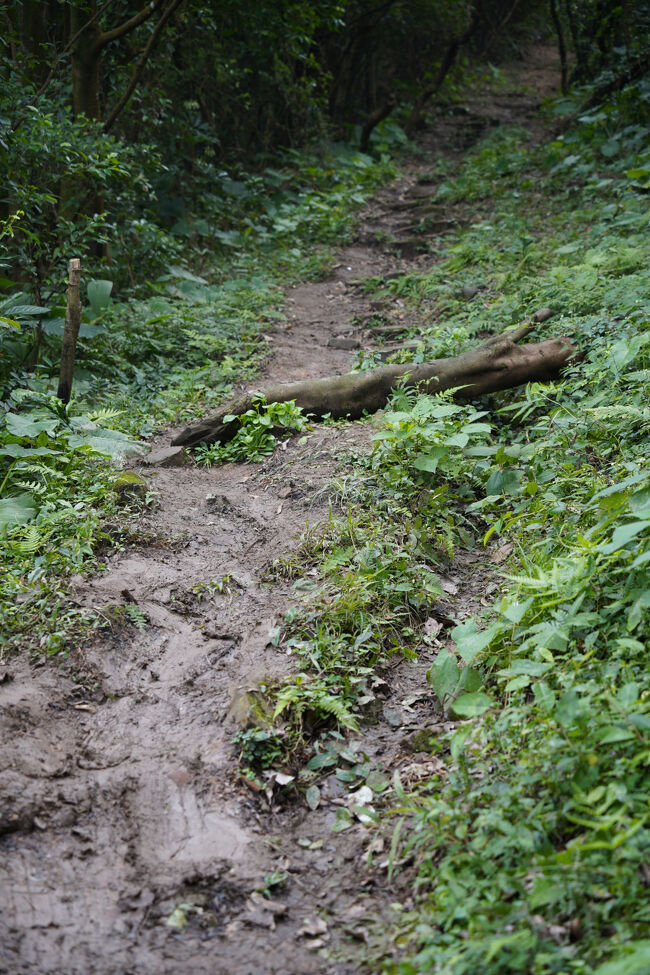 どなたか盛大に滑らはりましたね。登りはえぇけど、下り危ないかも。撤収します。