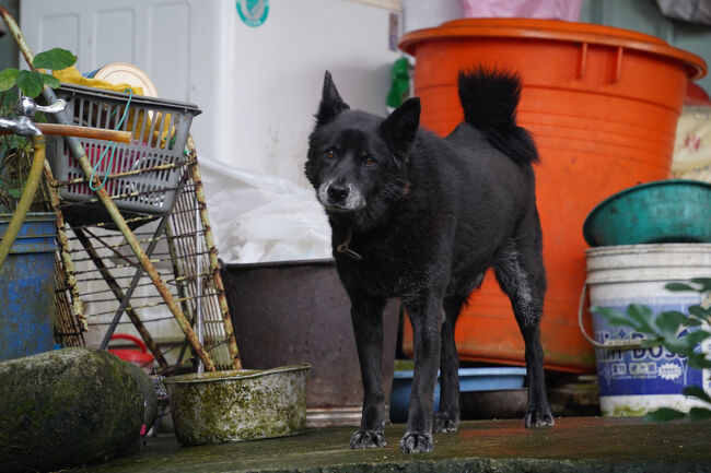 下って行くと、盛大に吠えられます。ま、繋いでるでしょと、気にせず…繋いでへんやん。自重いただき感謝かな。