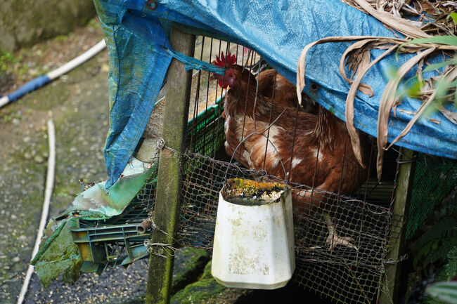 鶏さん達の番犬なのかも。