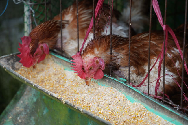 鶏さん達は、横通っても気にして無いけれど。