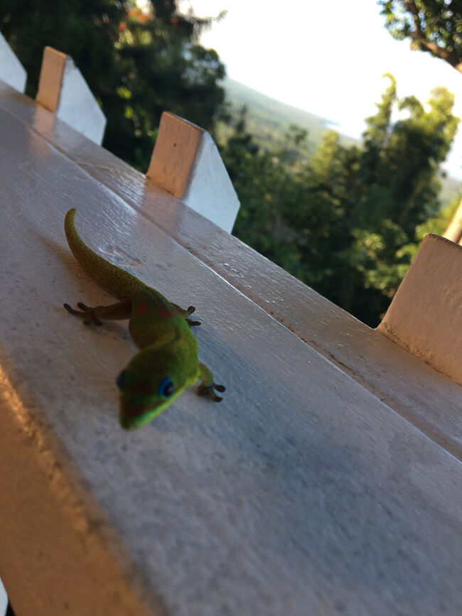 ゲッコーちゃんが駆け寄ってきてくれました