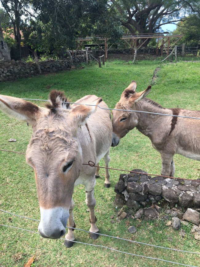 入り口には、ロバが。<br />昔はコーヒー豆を運ぶ為に飼われていました。