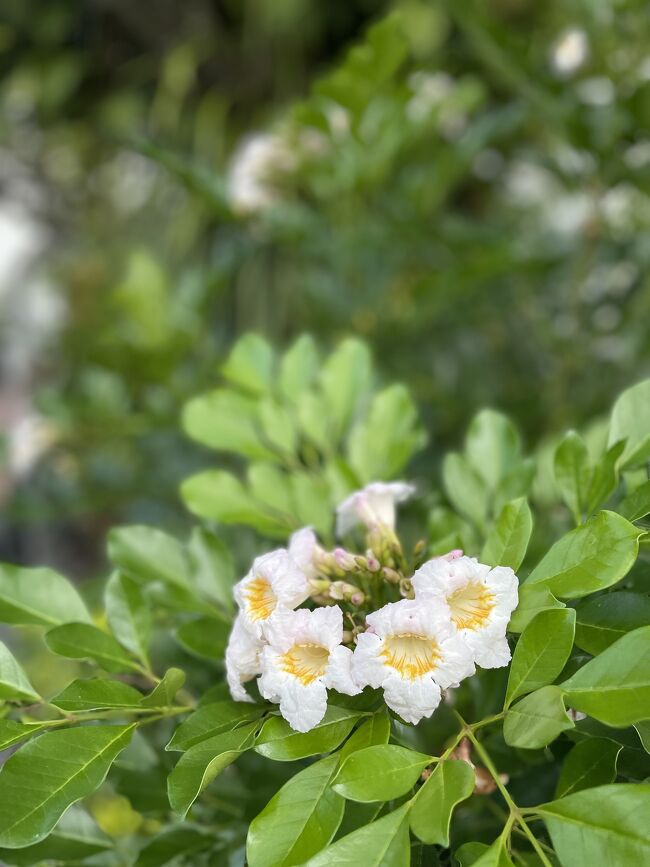３１度！日本の夏に比べたら全然暑くなくて快適。<br /><br />最近の日本の夏は日中歩けないものね。。。＾＾；