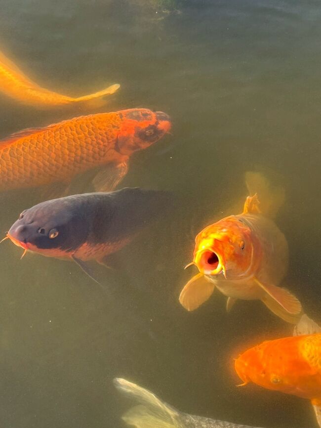 こちらで孫がコイに餌をあげたらうわーと群がりました。