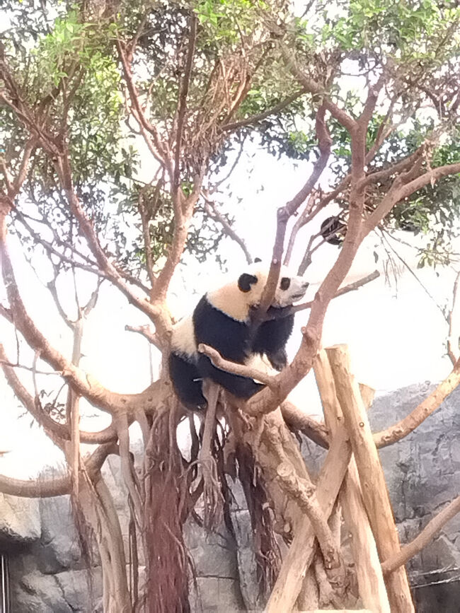 この日は木の上で寝ていることが多かったです