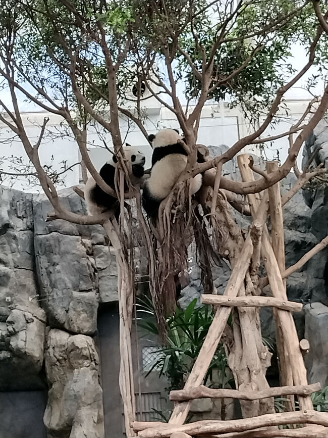 双子パンダは相変わらず木の上に
