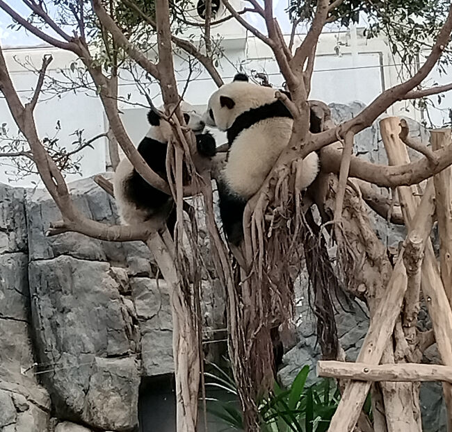 2匹で顔を見合わせて、、、ご挨拶のチュー！