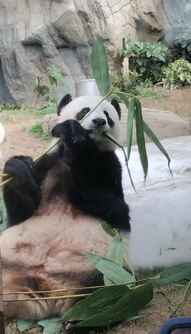 おいしそうに笹を食べています