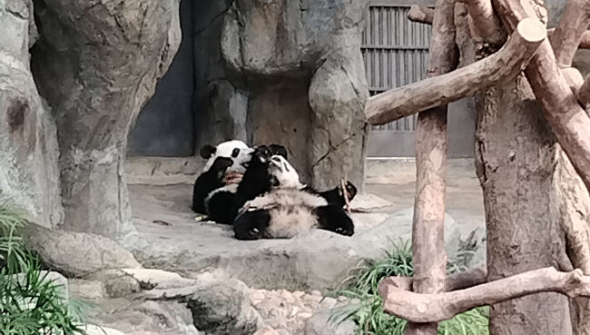 双子パンダのごはんタイム