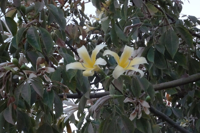 庭には様々な花が咲いていました