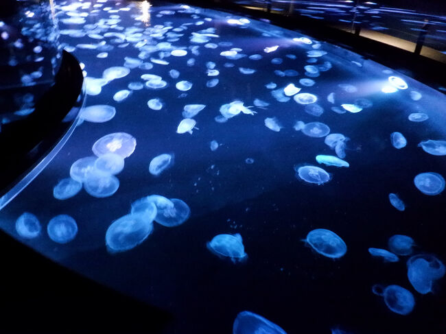 すみだ水族館<br />大人　2500円　小学生　1200円　幼児　800円<br /><br />池のように展示してあるクラゲを初めてみました！<br />ライトアップもありキレイ