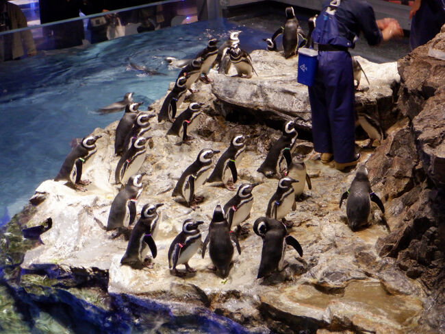 ペンギン<br /><br />1羽1羽名前を呼びながら餌をあげていました。<br />違いが全然わからない。。