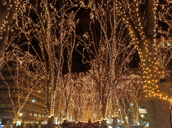 ほろ酔い＆満腹で幸せ気分で再び定禅寺通の光のページェントへ。中央分離帯にある歩道を歩き、欅に飾られたイルミネーションを眺めながら進む。