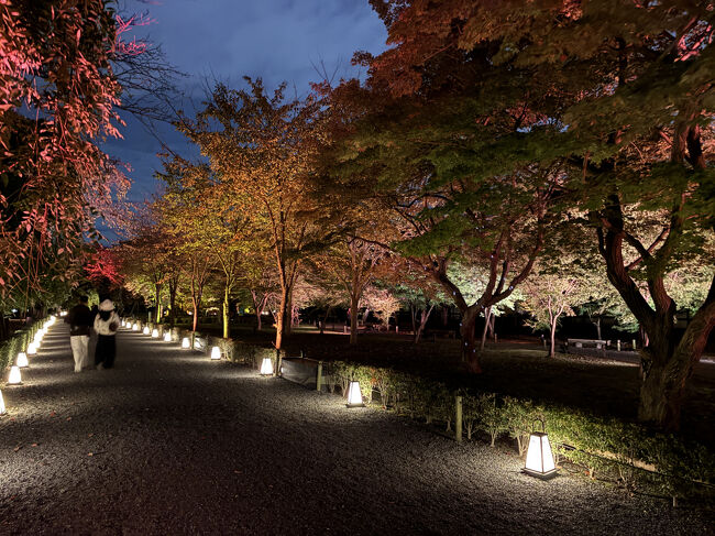 清流園ライトアップ<br />清流園は、紅葉のライトアップとともに、秋の七草をイメージした香りが漂い、季節の彩りと趣を五感で。<br /><br />ここもよかったです。まだ紅葉してないですが、紅葉してる感すごいし、光キラキラの演出もあって。