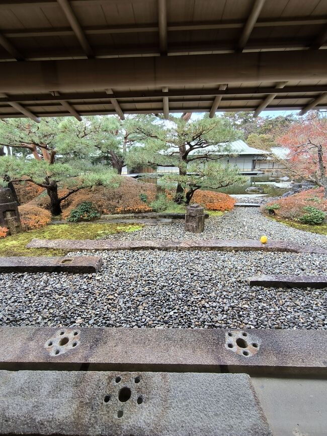 お庭も落ち葉の季節なのに、手入れが行き届いて凛として美しいです