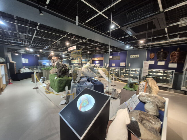 化石の展示物