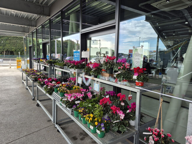 安いシクラメン（￥380）を買って帰りました