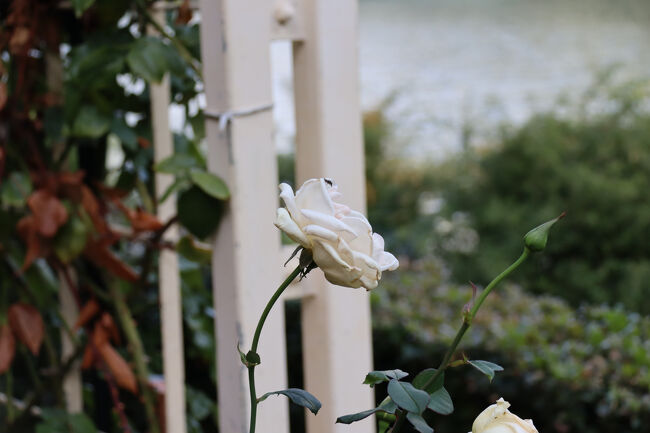 オフェリア（イギリス）