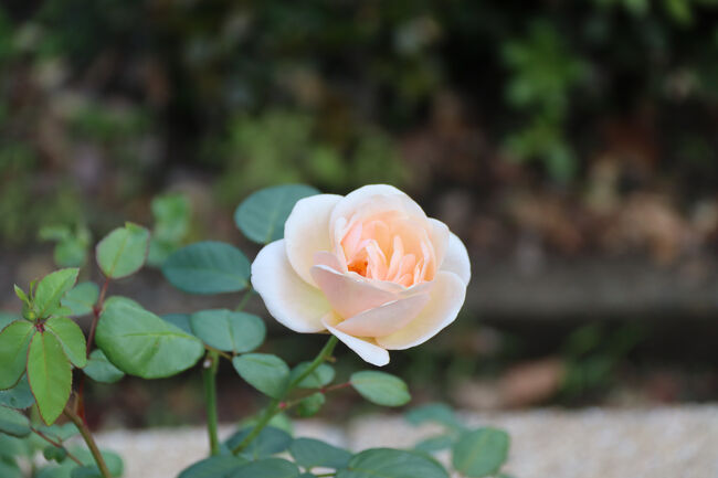 さくらいろ（日本）<br />バラのイメージにはない柔らかな雰囲気ですね