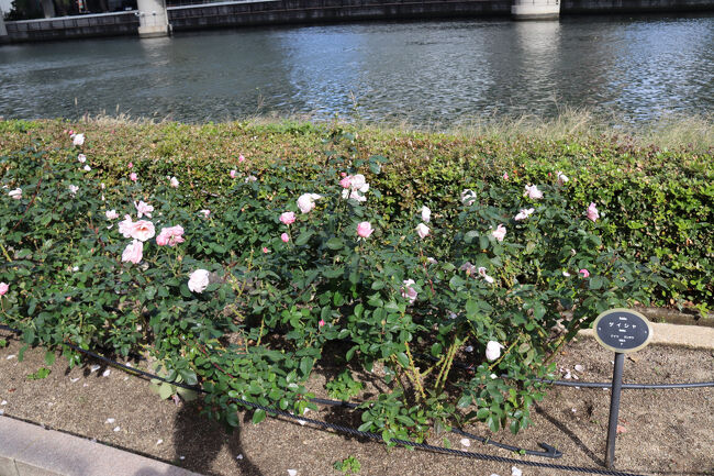 ゲイシャ（ドイツ）<br />ドイツの品種ですが、日本の芸者から取られた名前だとか