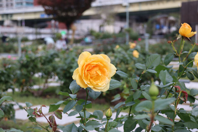 マダム　シャルル　ソバージュ（フランス）