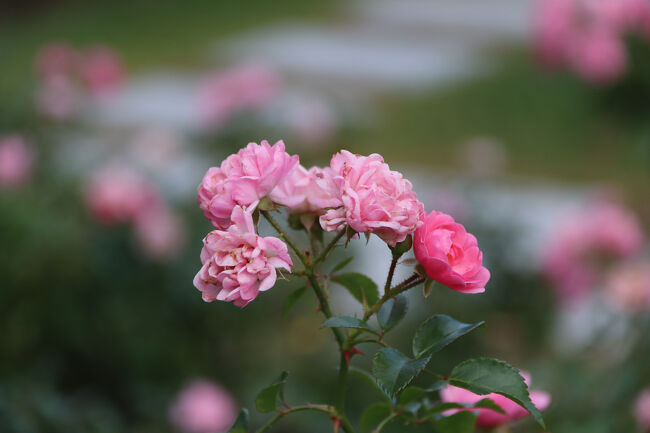 ザ　フェアリー（イギリス）