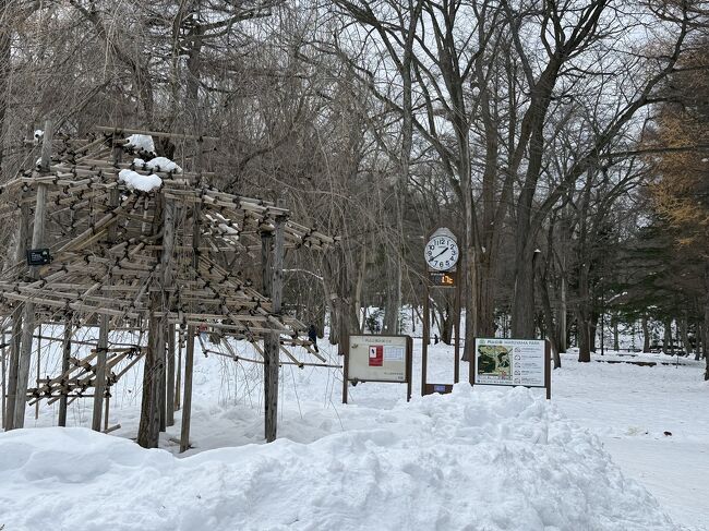 円山公園の中を少し歩いてみます。<br />大陸系のインバウンドが多いです。