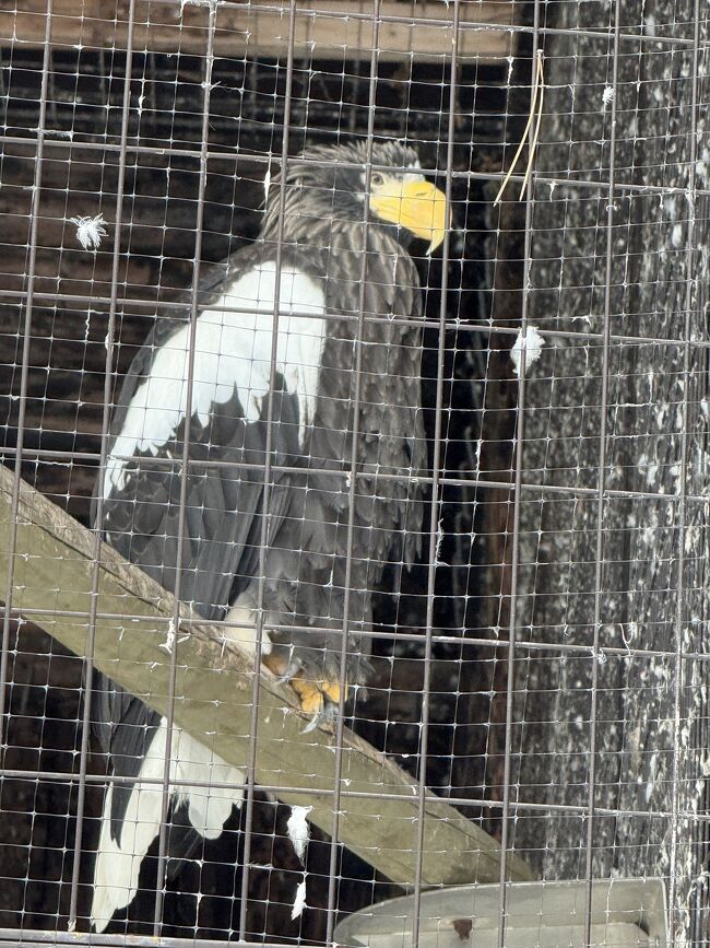 オオワシがいました。