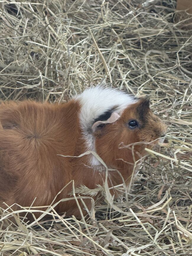 かわいいのがたくさんいます。