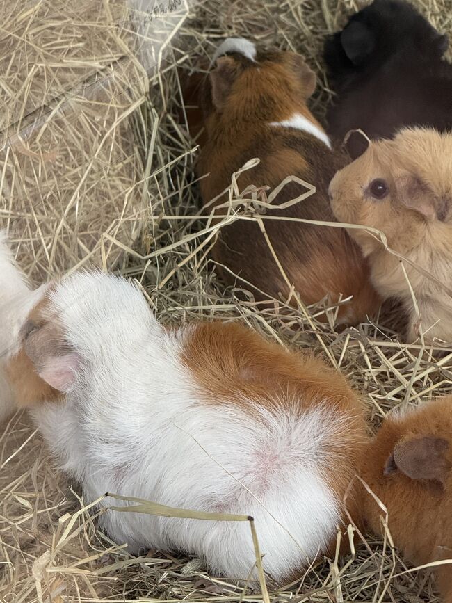 かわいいのがたくさんいます。