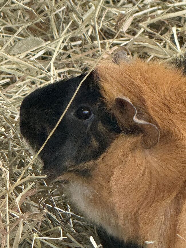 かわいいのがたくさんいます。