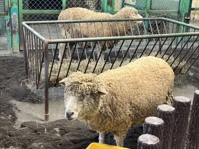 かわいいのがたくさんいます。