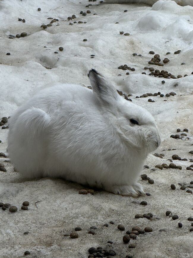 冬毛で真っ白です。