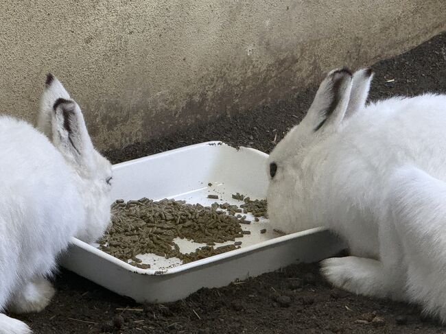 エサを食べていました。