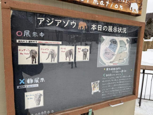 ゾウ紹介です。