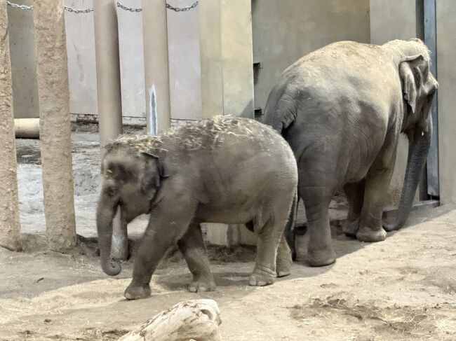 タオちゃんです。